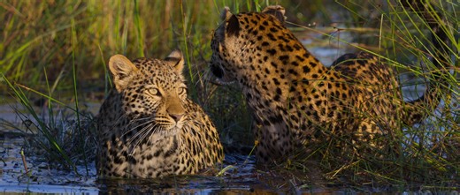Review: ‘Living with Leopards’ – A Heartfelt and Intimate Nature Documentary