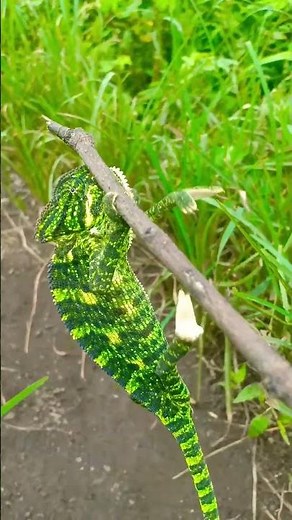 Earth’s Tiniest Animals Revealed\\Meet the World’s Smallest Creatures