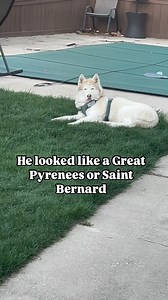 I found this great pyrenees in my backyard Should I feed it ? | Freezing Husky