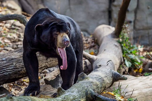 10 Interesting Facts About Sun Bears