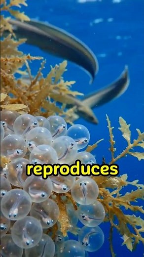 How Do Eels Reproduce The 2,000 Year Old Mystery