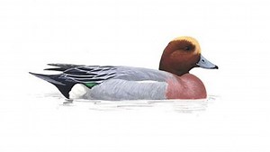 Wigeon - Alchetron, The Free Social Encyclopedia