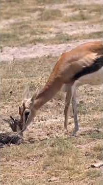 Lions Surround a Newborn Gazelle — A Mother’s Most Dangerous Moment in the Wild