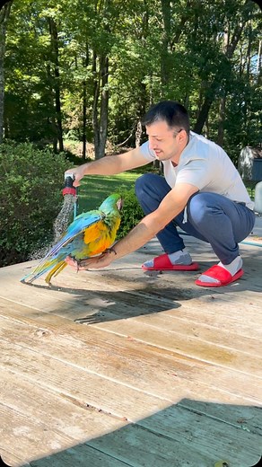63K views · 2.5K reactions | Meet our resident shower critic, Monty! 列 He’s got specific preferences on water temperature and spray intensity. Who can relate to having a picky bird when it comes to bath time?  #MontysShowerReview #FeatheredPreferences #BathTimeDrama #MacawMagic | Monty The Macaw | Facebook