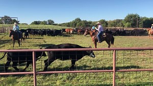 Dave Daube sorts cows from calves. It’s weaning season on the Arbuckle Ranch in Oklahoma. | Western Horseman
