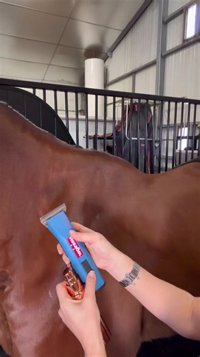 Clipping a Sensitive Horse: Tips for a Smooth Process