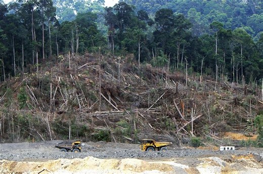 Hutan Tropis Seluas Lapangan Sepak Bola Hilang tiap Lima Detik | National Geographic