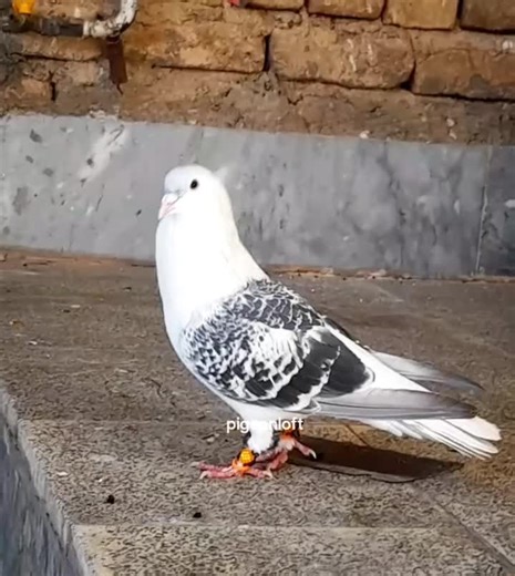 Building an Impressive Pigeon Loft Step-by-Step