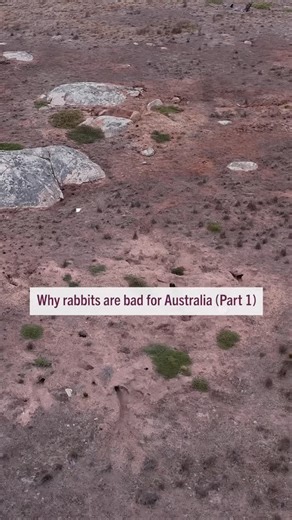 300 reactions · 13 shares | Rabbits might look harmless, but truth be...