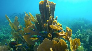 Discover the Wonders of Nature and NOVA this Earth Month on PBS