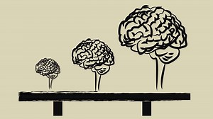 "Big Brain Gene" Fueled Evolution of Human Intelligence