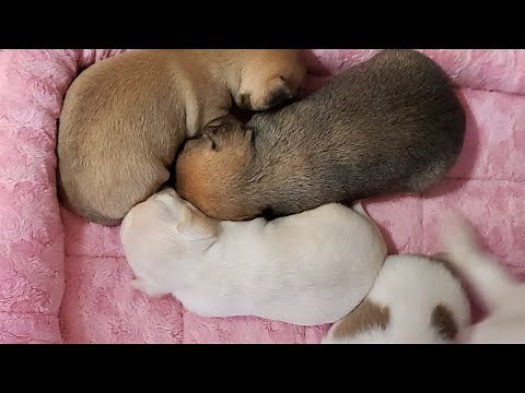 3-4 week Chihuahua puppies