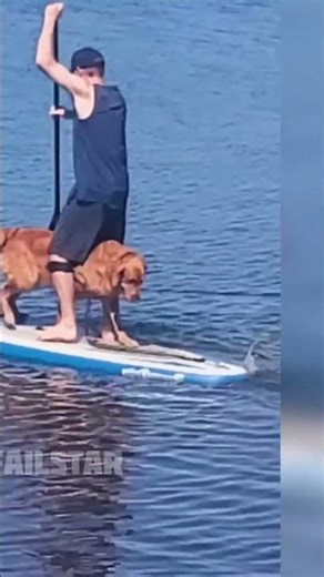 Pool Surprise! Car Push & Dog Paddle Boarding Chaos! #shorts