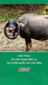The Buffalo with Unique Horns at Yok Don National Park #agricultureinwesternregion