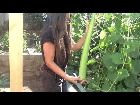 Bottle Gourd from trellis to table - Opo Squash