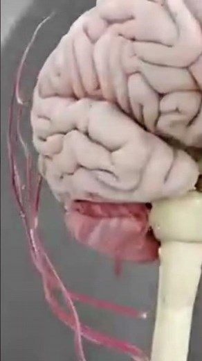 3D Brain Animation | Stunning Visualization of the Human Brain......