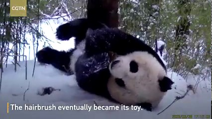 Staff of the Giant Panda National Park in southwest China's Sichuan Province have recently retrieved some infrared videos of wild giant pandas. For more: https://news.cgtn.com/news/2023-04-22/Who-can-blame-a-naughty-but-cute-panda--1jcTnCE4Whq/index.html | CGTN