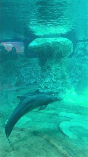 Dolphin Blows Bubble Rings || ViralHog