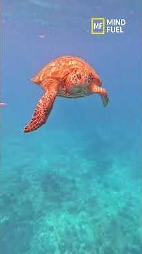 Turtle Hunts Snake Underwater | River Turtle vs Snake | Wildlife Documentary Short #aishorts