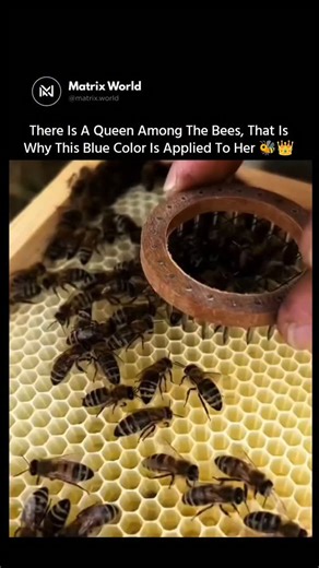 Matrix World | The Queen Honeybee Does Not Produce Honey 🤫 Her Primary Role Is Reproduction Within The Colony. She Is The Only Fertile Female In The Hive... | Instagram