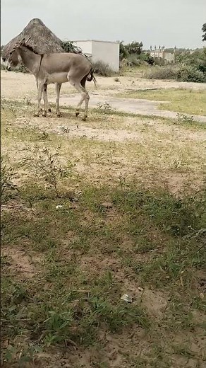two male donkeys...........