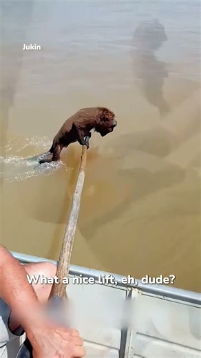 fisher man halp manky