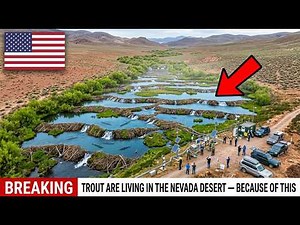 U.S. Put Beavers in a Desert Stream — Water Temperature Dropped 4°C and Trout Came Back