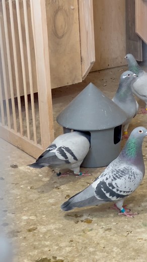 🟣 MAGIC is a game-changer for keeping pigeons in top shape. Its short and medium-chain fatty acids act like natural antibiotics, eliminating harmful bacteria while protecting the good ones. The result? Better digestion, stronger immunity, and maximum nutrient absorption. 🐦✅Why does this matter? A healthy gut means pigeons convert feed more efficiently, have more energy, and recover faster from stress—whether it’s racing, breeding, moulting, or sickness. When pigeons are pushed to their limits,