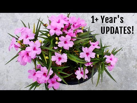 KING of Summer - Mexican Petunia, How To GROW & CARE For