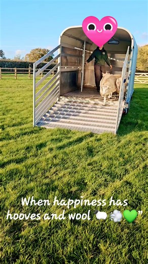 🐑💚 MEET THE NEW TEXEL-CROSS TRIPLETS! 💚🐑 Fresh off the trailer and straight into the spotlight — our newest Meadowview residents have arrived! These three gorgeous Texel-cross fluffballs are around 7 months old and will turn one in March (aka they’re still the cheeky toddler stage of sheephood 🍼). And oh my days — wait until you see the video… actual jumping for joy! 💨 🧬 Breed facts for the fellow animal nerds: Texel sheep originally hail from a small island in the Netherlands called Texe