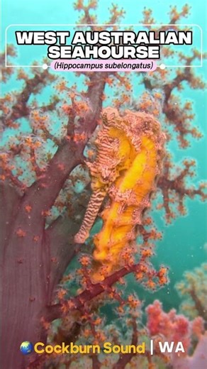 West Australian Seahorse on stunning Soft Coral #shorts #seahorse #ocean #nature