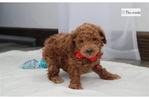 Kristopher - Bich-Poo Puppy 3CB37B