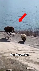 Ataque de alce #sabiasque #curiosidades #datoscuriosos #bioloco #animales | Bioloco