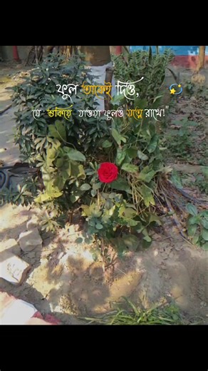 ༺༼🎌࿇ᎷᎡ.ᎪᏞϴΝᎬ࿇🎌༽༻ (@sarkeukxv5g)’s videos with original sound - ༺༼🎌࿇ᎷᎡ.ᎪᏞϴΝᎬ࿇🎌༽༻