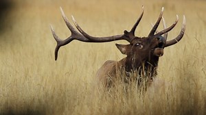 31K views · 223 reactions | This is the second video in a series of digital scouting tutorials that will take you from A-Z in discovering where to go, and creating a plan for success on your next Idaho hunt! For more information visit, gohuntidaho.org. | Idaho Fish and Game (IDFG) | Facebook