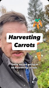Carrot harvesting time, how good will they be? #carrots #growyourfood #latvia #latvija | Baltic Homesteaders