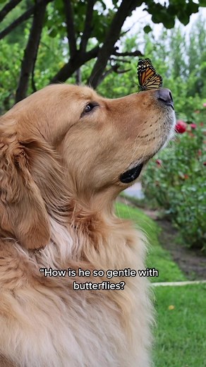 Healing Heart: A Tribute to Rainbow Bridge Dog and Current Companion