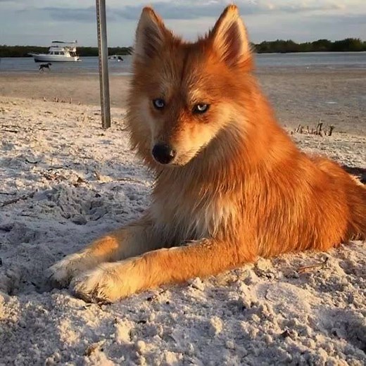 11M views · 2K reactions | Meet Fox Dog, A Pomeranian-Husky Mix Who Is Taking The Internet By Story Follow Mya on Instagram: https://www.instagram.com/myathepomsky/?hl=en Follow The Kakapo | The Amazing Facts | Facebook