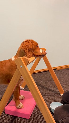 600K views · 9.4K reactions | Tick removal made easy!  | Emily Anderson | Facebook