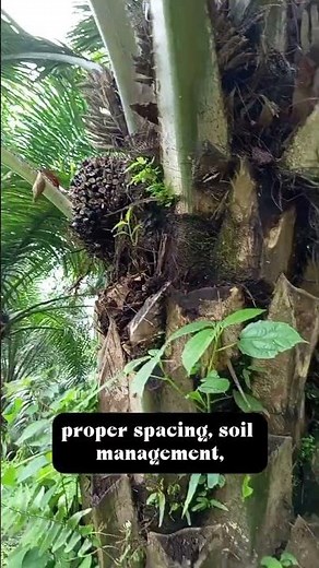 From Soil to Fruit: Oil Palm Growth #farming