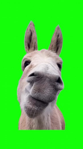 Funny Donkey Meme Compilation | Green Screen Eating Clip