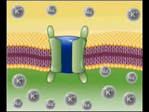 Conduction of a nerve impulse