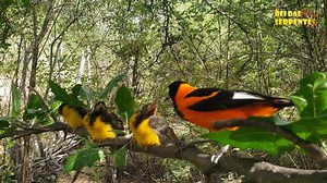 Você ja viu esse passario? Sintase privilegiado e uma das aves mais lindas do Brasil, se na natureza existisse concurso de beleza, o corrupião seria forte candidato. Também conhecido por joão-pinto e sofrê, a espécie é considerada uma das aves mais bonitas do País. | Rei Das Serpentes