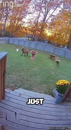 Goat Saves Chicken From Fox Attack — Caught on Ring Camera