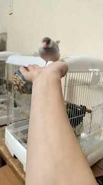 【寒いですね、今朝の放鳥です😊】#日常vlog #文鳥 #javasparrow #朝の会 #放鳥 #ほっこり #癒し #愛でる#日常