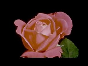 aesthetic flowers blooming