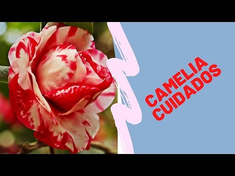 APRENDE LOS CUIDADOS BASICOS DE LA CAMELIA, COMO SEMBRAR CAMILAS