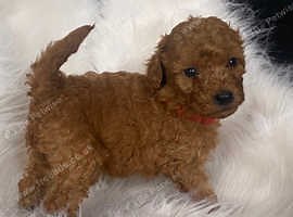 Gorgeous Red Minature Poodle Puppies