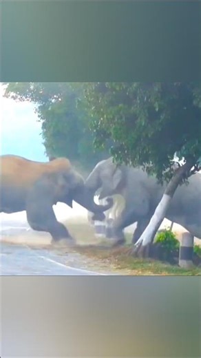 The Epic Jungle War Between Two Elephant Chiefs