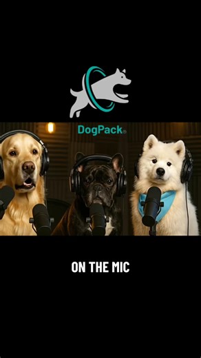 Today’s guest: Lumi LumiBear Samoyed the napsack superstar | DogPack